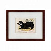 картина: two ursine sloths, or sloth bears, 1830 в Ростове-на-Дону