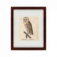 картина: one owl, 1560 в Ростове-на-Дону