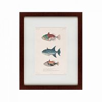 картина: tropical fish, 1830 в Ростове-на-Дону