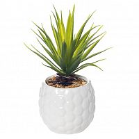 декоративное растение суккулент в белом горшочке 17 см в Ростове-на-Дону