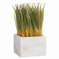 растение декоративное в горшке knaki в Ростове-на-Дону