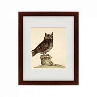 картина: the little owl, 1731 в Ростове-на-Дону