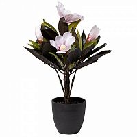 магнолия розовая в горшке,50 см в Ростове-на-Дону