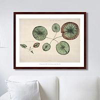 картина: young gigantic water lily, 1870г. в Ростове-на-Дону