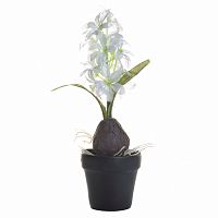 декоративное растение гиацинт с луковицей белый в горшочке 35 см в Ростове-на-Дону