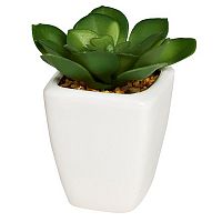 декоративное растение суккулент в горшочке 9 см в Ростове-на-Дону