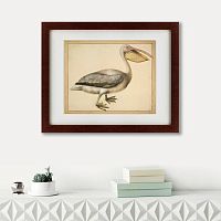 картина: a european pelican, 1635г. в Ростове-на-Дону