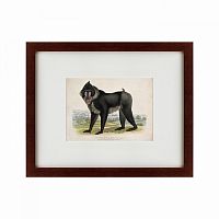 картина: a simia mormon or tufted ape, 1870 в Ростове-на-Дону