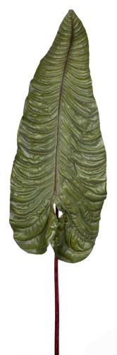 декор alocasia в Ростове-на-Дону