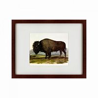 картина: american bison, 1845 в Ростове-на-Дону