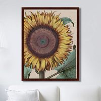 картина: large sunflower (flos solis maior), 1713г. в Ростове-на-Дону