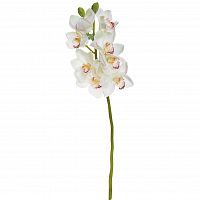 орхидея белая 101 см (12) в Ростове-на-Дону