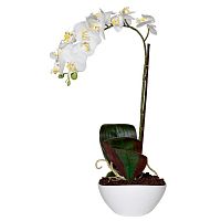 орхидея белая в горшке 46 см в Ростове-на-Дону