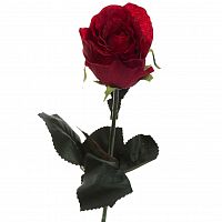 роза бордовая 48 см (36) в Ростове-на-Дону