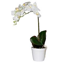 орхидея белая в горшке 65 см в Ростове-на-Дону