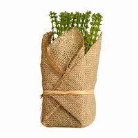 растение декоративное potted herb polini в Ростове-на-Дону