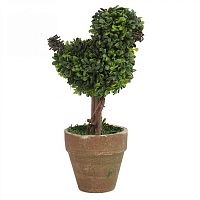 декоративный цветок в горшке baby bird маленький в Ростове-на-Дону