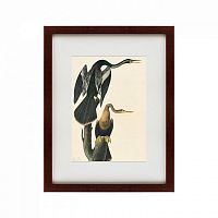 картина: американская змеешейка (литография), 1822 в Ростове-на-Дону