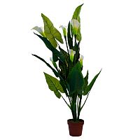 калла белая в горшке 130 см в Ростове-на-Дону