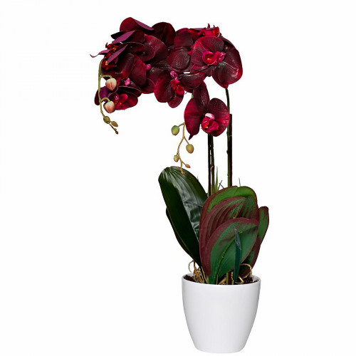 орхидея бордовая в горшке 58 см в Ростове-на-Дону