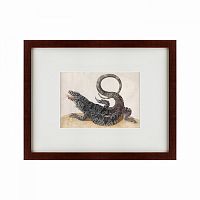 картина: black tegu lizard, 1700 в Ростове-на-Дону
