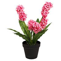 декоративное растение гиацинт в горшочке розовый 40 см в Ростове-на-Дону