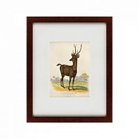 картина: a rusa deer, 1830 в Ростове-на-Дону