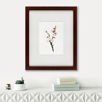 картина: apricot flower (prunus armeniaca), 1832 в Ростове-на-Дону