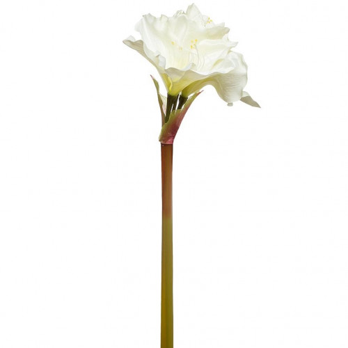 амариллис кремовый 88 см в Ростове-на-Дону