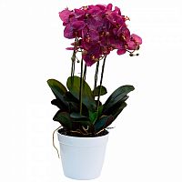 орхидея темно-розовая в горшке 64 см в Ростове-на-Дону