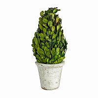 декоративный цветок самшит большой в Ростове-на-Дону