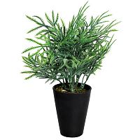 декоративное растение кипарисовик в горшочке 25 см в Ростове-на-Дону