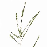 декоративное растение с цветами 152 см в Ростове-на-Дону