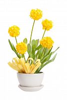 декоративный цветок parsel в Ростове-на-Дону