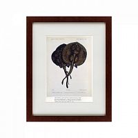 картина: stingrays, 1859 в Ростове-на-Дону