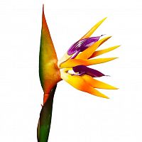 искусственный цветок стрелиция 80 см в Ростове-на-Дону