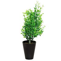 декоративное растение иглица в горшочке 25 см в Ростове-на-Дону