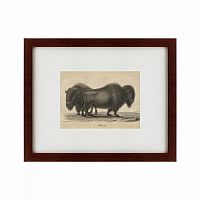 картина: bison, 1828 в Ростове-на-Дону