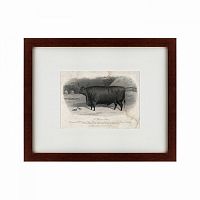 картина: a devon steer, 1869 в Ростове-на-Дону