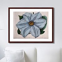 картина: exotic plants of the world №13, 1815г. в Ростове-на-Дону