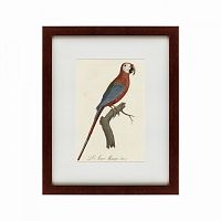 картина: ara macao (scarlet macaw), 1801 в Ростове-на-Дону
