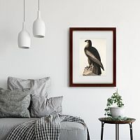 картина: great american sea eagle, 1837 в Ростове-на-Дону