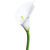 искусственный цветок калла белый 70 см в Ростове-на-Дону