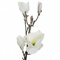 магнолия белая 66 см (12) в Ростове-на-Дону