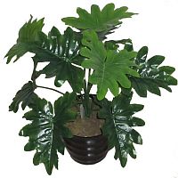 декоративное растение филодендрон с рассеченными листьями 55 см в Ростове-на-Дону
