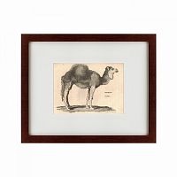 картина: arabian camel, 1809 в Ростове-на-Дону