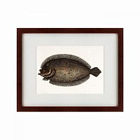 картина: sole fish, 1722 в Ростове-на-Дону