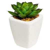 декоративное растение суккулент пышный 9 см в Ростове-на-Дону