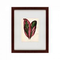 картина: botanical leaf dracaena, 1870 в Ростове-на-Дону