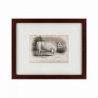 картина: a short horned bull, 1849 в Ростове-на-Дону